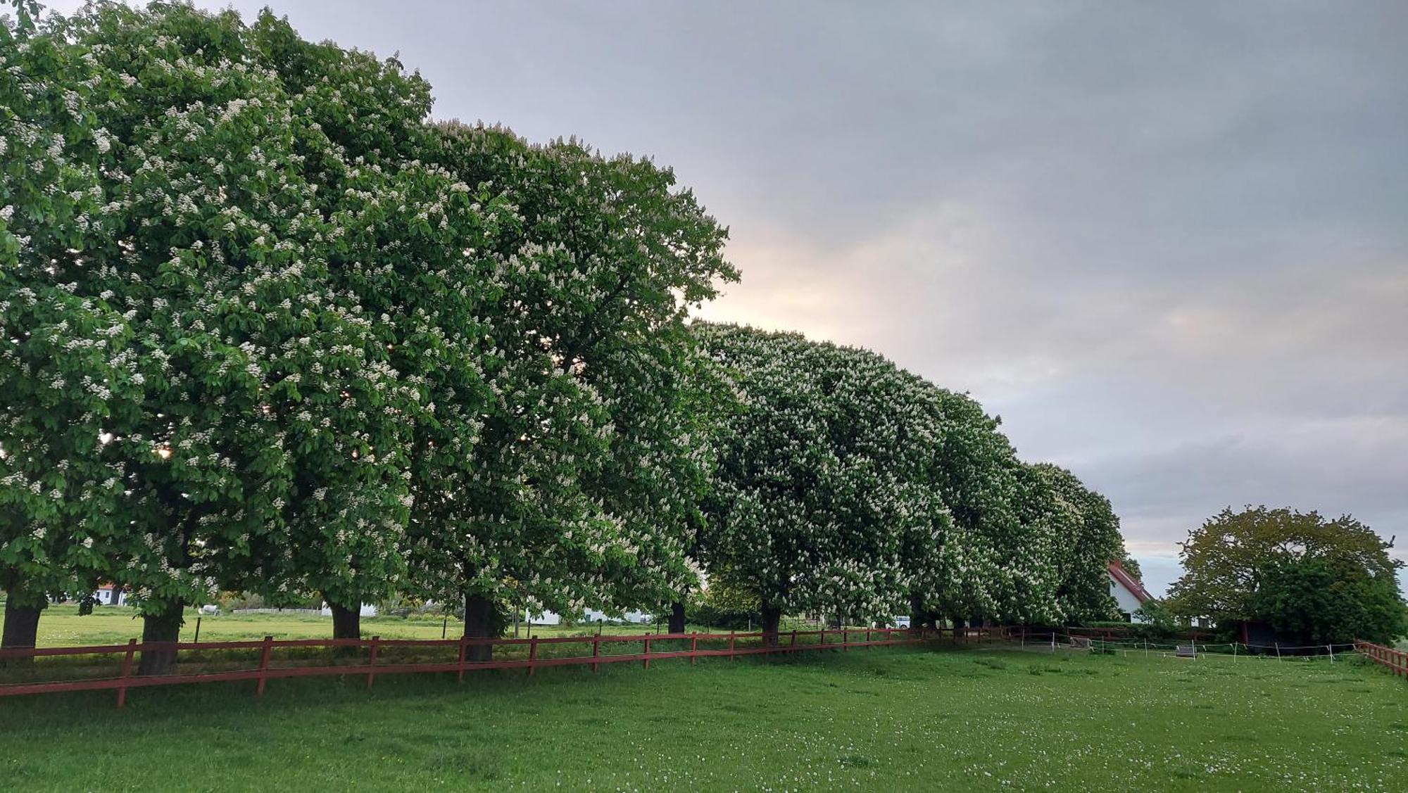 Lantligt Och Lugnt Boende Naera Natur Och Stad Svedala Exterior foto